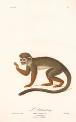 Singe-écureuil commun (Simia sciurea)