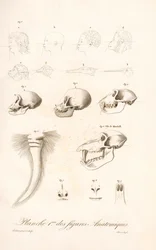 Anatomie comparée des primates, première planche