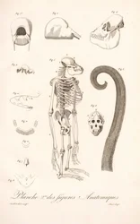 Anatomie comparée des primates, deuxième planche