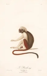 Tamarin à tête de coton (Simia Oedipus)