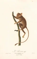 Tarsier de Daubenton (Tarsius daubentoni)