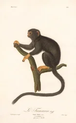 Tamarin à mains dorées (Simia Midas)