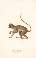 Singe vert (Simia Sabaea)