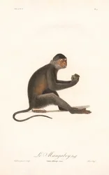 Singe grivet (Simia aethiops)