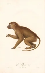 Babouin de Guinée (Simia Sphinx)