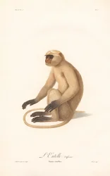 Langur de Hanuman (Simia entellus)