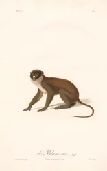 Petit singe à nez tacheté (Simia petaurista)