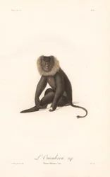 Macaque à queue de lion (Simia Silenus)