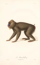 Mandrill (Simia Maimon)