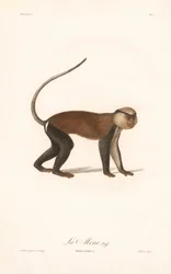 Singe Mona (Simia mona)