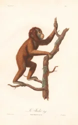 Orang-outan (Simia satyrus)