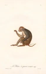 Singe Patas (Simia Patas)