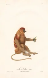 Nasique (Simia nazica)