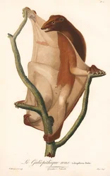 Lémurien volant rouge (Galeopithecus rufus)