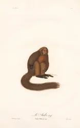 Singe hurleur rouge (Simia pithecia)