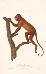 Singe hurleur rouge (Simia seniculus)