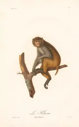 Macaque rhésus (Simia Rhesus)