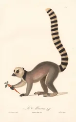Maki catta (Lemur catta)