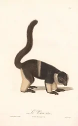 Variété de lémurien huppé (Lemur macaco V.A.)