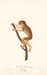 Loris gracile (Loris gracilis)