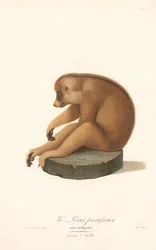 Loris grêle (Loris tardigradus)