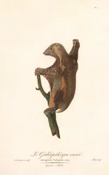 Lémurien volant tacheté (Galeopithecus variegatus)