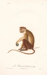 Macaque toque (Simia sinica)