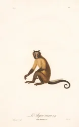 Capucin à toupet (Simia fatuellus)