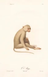 Gibbon à mains blanches (Simia alys)