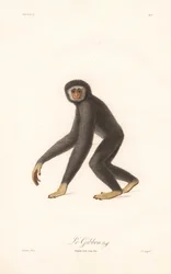 Gibbon à mains blanches (Simia lar)