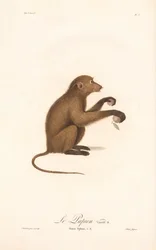 Jeune babouin de Guinée (Simia Sphinx, Variété b)