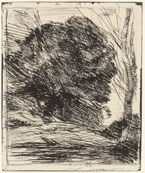 Arbres sur une montagne