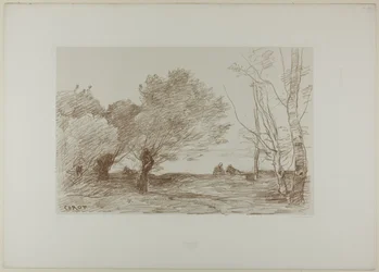 Saules et peupliers blancs