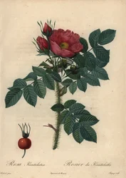 Rose japonaise cramoisie ; Rosa rugosa
