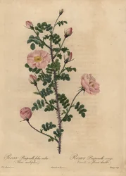 Rose Burnet rose, Rosa pimpinellifolia