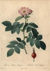 Rose pomme rose, Rosa villosa