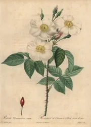 Rose de Damas blanche, Rosa x damascena