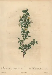 Rose pimprenelle blanche, Rosa pimpinellifolia Pumila