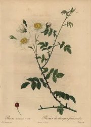 Rose des champs blanche, Rosa arvensis