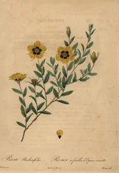 Rose jaune, Rosa berberifolia