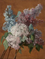 Une étude sur les lilas