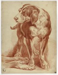 Chien de chasse debout