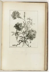 Bouquet lié (Les Petits Bouquets)