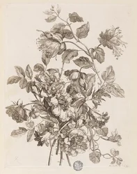 Planche de "Le Livre de toutes sortes de fleurs d