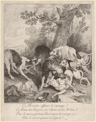 Un loup attaqué par des chiens