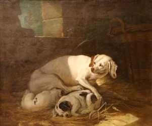 Chienne allaitant ses petits.