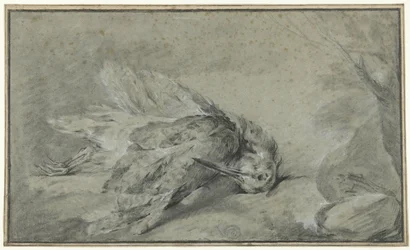 Bécasse morte (Scolopax rusticola)