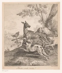 Cerf attaqué par des chiens de chasse