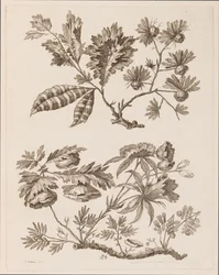 Brindilles de fleurs, de "Recueil de Différentes Fleurs de Fantaisie Dans le Goût Chinois"