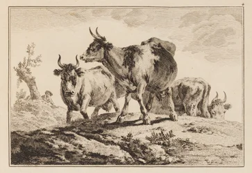 Planche 4, de "Cahier de six feuilles de bœufs et vaches"